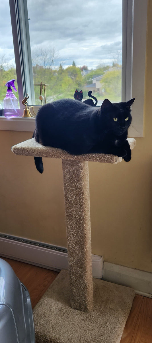 Cat Tree Model 23 – Black Diamond Cat Trees