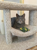 Model 39 - 3' Tall Multi-Surface Cat Tree