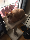 Model 24 - 35" Tall Cat Scratch Post With Lounge Bed