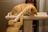 Model 24 - 35" Tall Cat Scratch Post With Lounge Bed