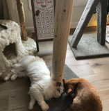 Model 28- 36: 36" Cedar Cat Scratch Post