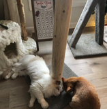 Cedar Scratch Posts for Cats