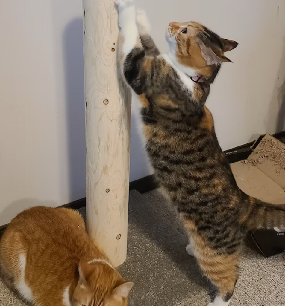 Cedar cat scratching sales post
